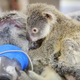 Illustration for article titled Touching Photos Show A Baby Koala Clinging To Mom While She Has Surgery